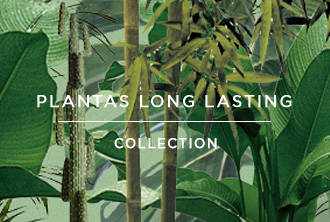 Colección de Plantas Long Lasting | Crimons