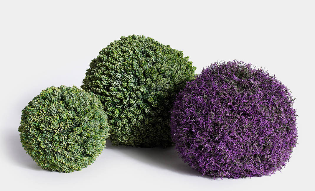 Dehydrated Ball Plants | Crimons