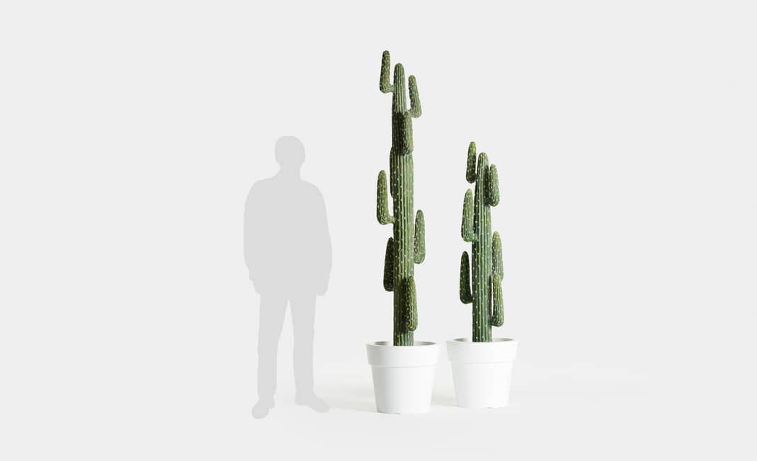 Cactus México Alto Deshidratado | Crimons