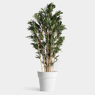 Planta Bambú XL Deshidratada | Crimons