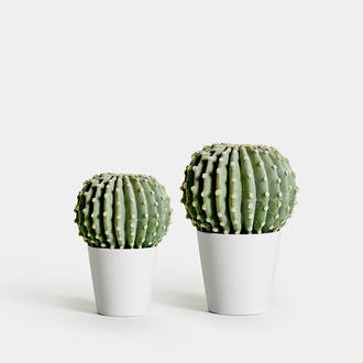 Dehydrated Cactus Mexico Round | Crimons