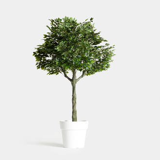 Ficus Tree Dehydrated | Crimons