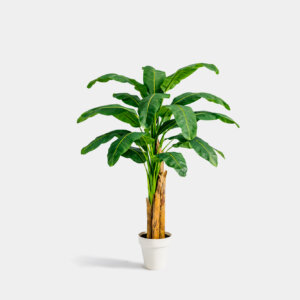 Planta Banano 2.5A