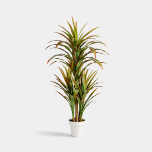 Planta Dracena 1.8A
