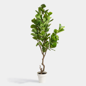 Ficus Lyrata 2.4A