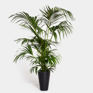 Planta Kentia