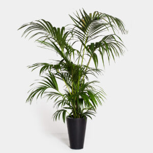 Planta Kentia