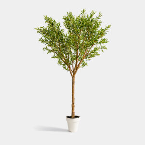 Planta Olivo 3A