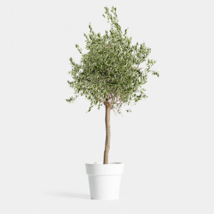 Plantas Naturales