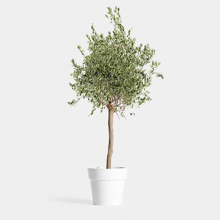 Natural Plants