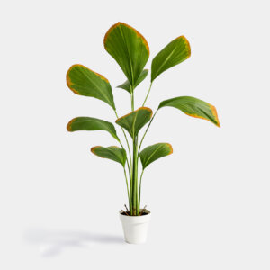 Planta Palmera Abanico 2A