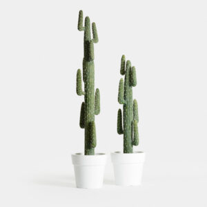 Dehydrated High Cactus Mexico
