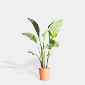 Planta Sterlitza Augusta