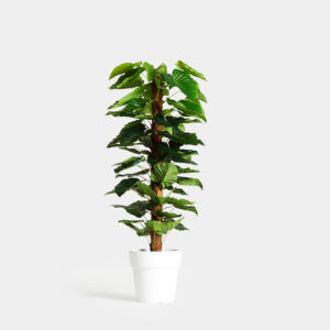 Planta Anthurium Deshidratada