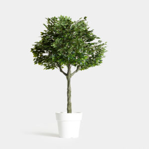 Arbre Ficus Deshidratat