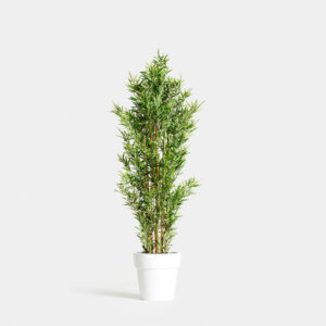 Planta Bambú Deshidratat