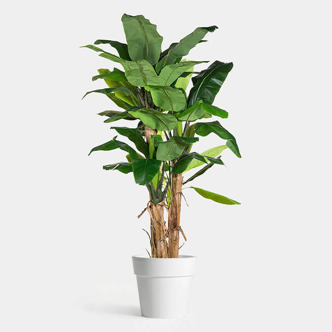 Dehydrated Plants