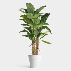 Planta Banana Deshidratada