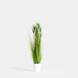 Planta Decorativa Miscanthus Deshidratada
