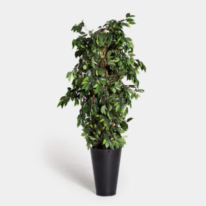 Planta Decorativa Ficus