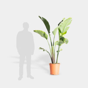 Planta Sterlitza Augusta