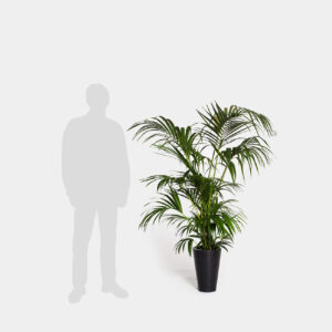 Planta Kentia