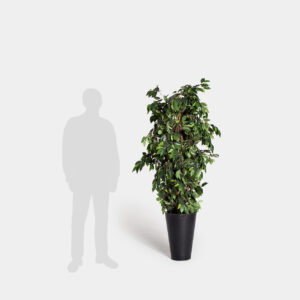 Planta Decorativa Ficus