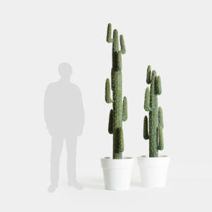 Dehydrated High Cactus Mexico