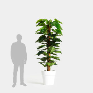 Planta Anthurium Deshidratada