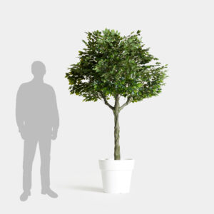 Árbol Ficus Deshidratado