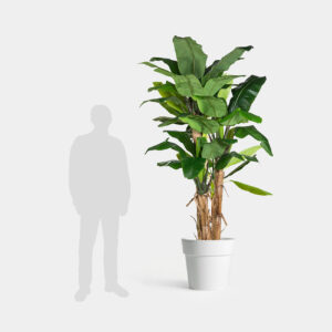 Planta Banana Deshidratada