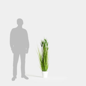 Planta Miscanthus Deshidratada