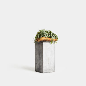 Planta Tillandsia Deshidratada