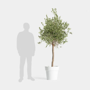 Natural Olive