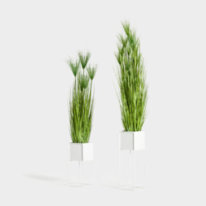 White Flowerpots Miscanthus