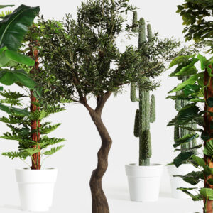 Colección Long Lasting: plantas perfectas para eventos