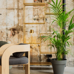 Planta Kentia
