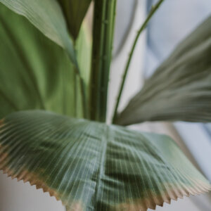 Planta Palmera Abanico 2A
